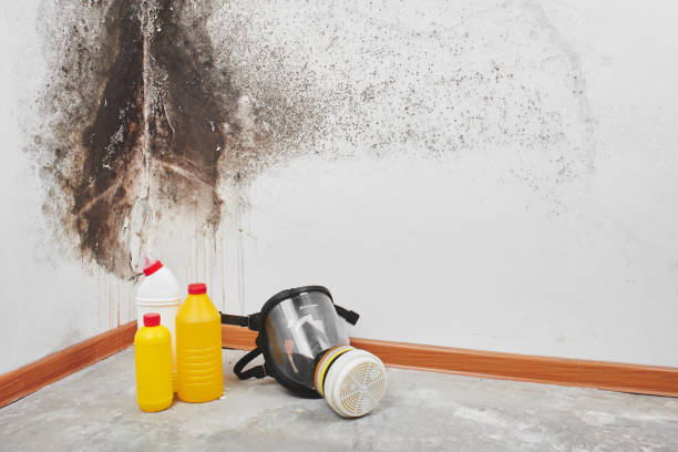 College Place, WA Mold Removal Company