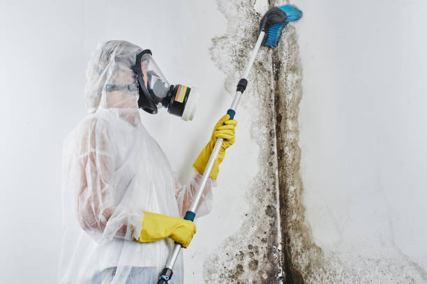 Best Attic Mold Removal  in College Place, WA