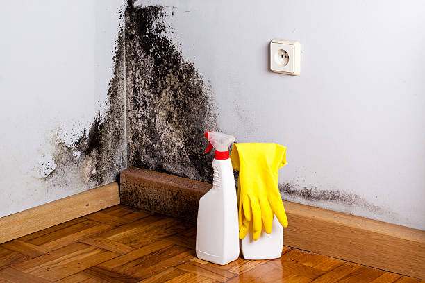 Best Mold Testing  in College Place, WA