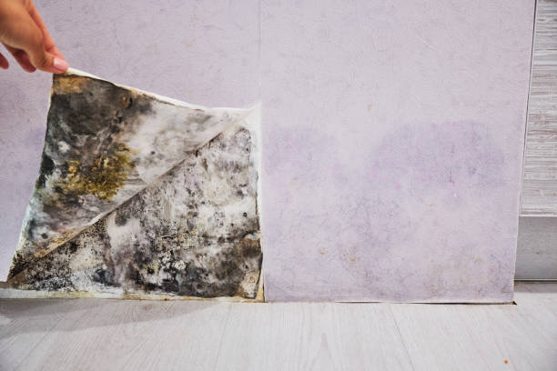 Best Certified Mold Removal  in College Place, WA